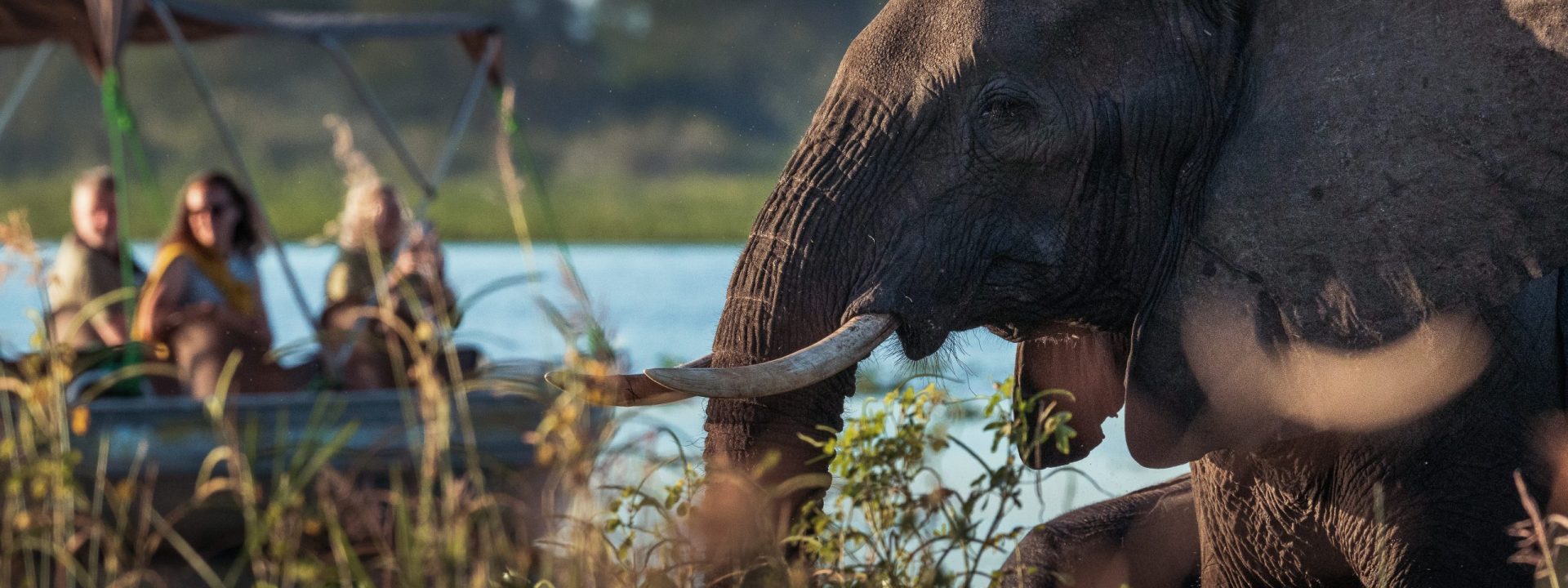 A Boat drifts by with a group of guests and an elephant there to greet them