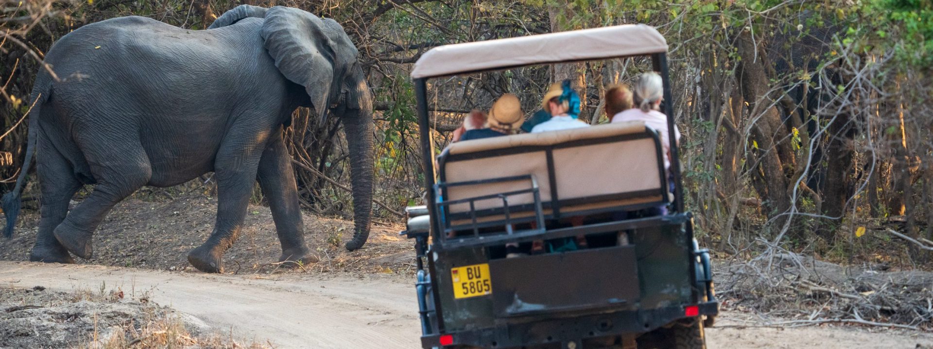 A Group of Guests in a Jeep on a Game Drive with a Elephant passing in the background